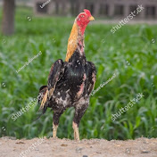 Profile Picture of Chander Rai  (@chanderrai9253) on Youtube