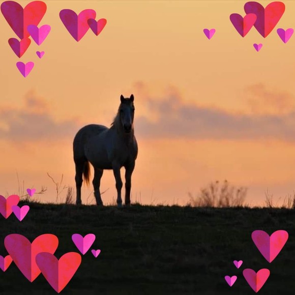 Profile Picture of Miranda Heinrich (@mirandah84) on Poshmark