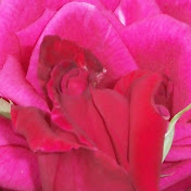 Vikki Cooper - Youtube Profile Picture of Vikki Cooper (@1afromom) on Youtube