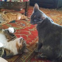 Profile Picture of Lori Mcconnell (@lori-mcconnell-18) on Quora