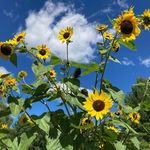 Profile Picture of Chris Sawicki (@chrystiasawicki) on Instagram