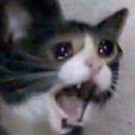 Profile Picture of Christopher Mason (@sunrise_boi) on Instagram