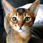 Profile Picture of Jake Davison (@jakethecatfromouterspace) on Instagram