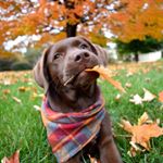 Profile Picture of Sutter B. Galyen (@sutt_the_pup) on Instagram