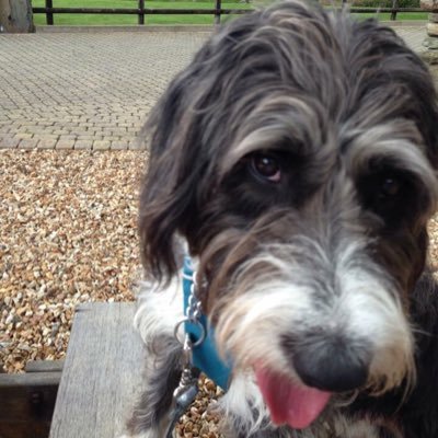 Profile Picture of Jo Beasley (@BuzzybeeJo) on Twitter