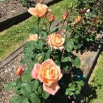 Profile Picture of Rosemary Heaphy (@rosemaryheaphy) on Instagram