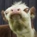 Profile Picture of Mr.Moo (@loganhare2006) on Pinterest