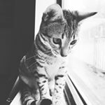 Profile Picture of Minerva Mcgonagall Audrey (@minerva_the_bengal) on Instagram