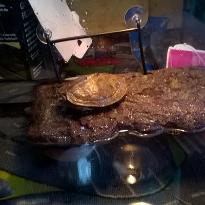 Profile Picture of Aaron Honaker (@aaron_honaker) on Twitter