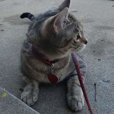 Profile Picture of Andrew Lebon (@AndrewLebon) on Twitter