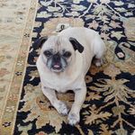 Profile Picture of John Strobel (@mackythegunnerpug) on Instagram
