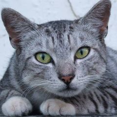 Profile Picture of mark_cat_person (@mark_cat_person) on Tiktok