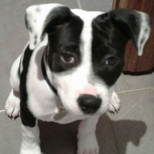 Profile Picture of ruby patterson (@doglover051) on Tiktok