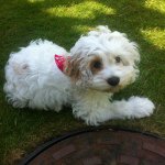 Profile Picture of 🐶Teddy The Cockapoo🐶 (@teddy_brammer_hakim) on Instagram