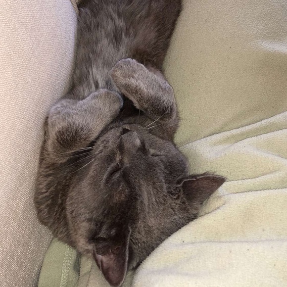 Profile Picture of Ciana Heaston (@ciana0518) on Poshmark