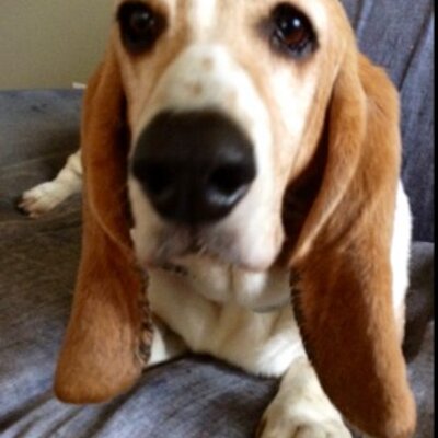 Profile Picture of Geneviève Pelletier (@PelletierGene) on Twitter