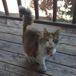 Profile Picture of Allison (@asutter0694) on Instagram