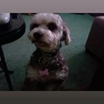 Sherry Tripp - Instagram Profile Picture of Sherry Tripp (@sherry.tripp.712) on Instagram