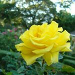 Profile Picture of Blessy John Panicker (@blessyjohnpanicker) on Instagram