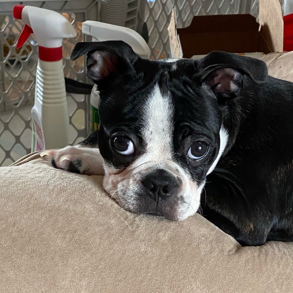 Profile Picture of Lea Hesterlee (@lea3939) on Poshmark