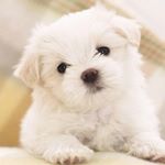 Profile Picture of Aaron Curtis Akira 昭, 明, 亮 (@aaron20200) on Instagram