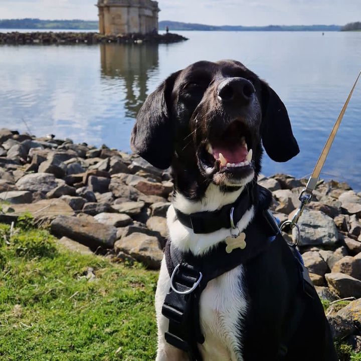 Profile Picture of C (@cliffordrescue) on Tiktok