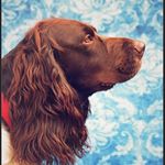 Profile Picture of Springer Spaniel (@frederykvonfred) on Instagram