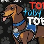 Profile Picture of 🐶Toby: German Shepard Pup🐶 (@toby._the_.pup) on Instagram