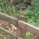 Tracey O'Connell - Instagram Profile Picture of Tracey O'Connell (@tracey.oconnell) on Instagram