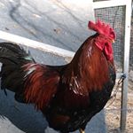 Profile Picture of Mitchell's Chickens (@mgc_homestead) on Instagram