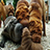 Profile Picture of Qi Ming Xing shar-pei kennel Qi Ming Xing shar-pei kennel (@sharpeiqimingxing) on Flickr