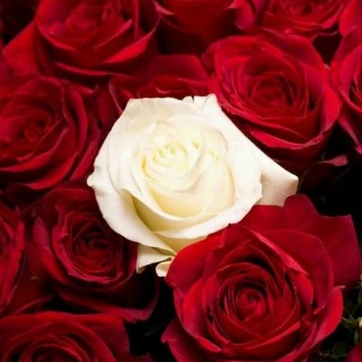 Profile Picture of  🌹 ✨Macy Morgan Forster ❤ 💕 (@Macymorganfors2) on Twitter