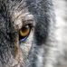 Profile Picture of Alex Wolfman (@abs.wolfman) on Facebook
