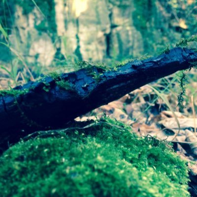 Profile Picture of Oscar Watts (@oscarisamesss) on Twitter