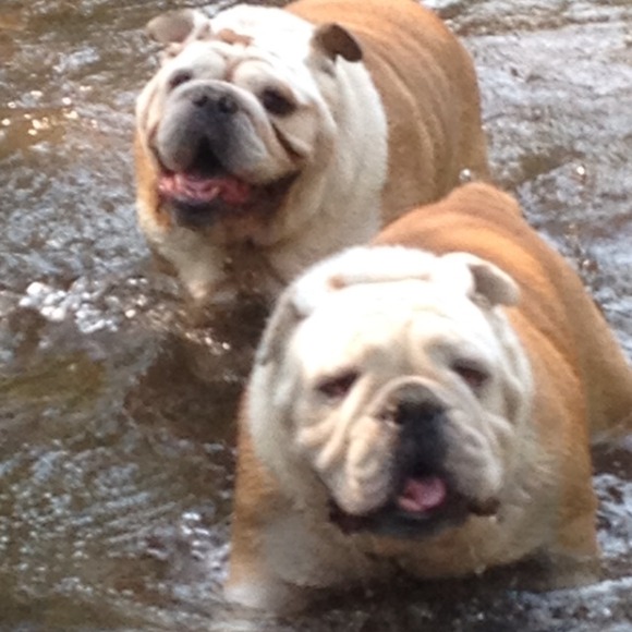 Profile Picture of Stacey Swiney (@bouzski) on Poshmark