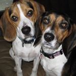 Profile Picture of Beau&clover (@beagle._.buddies) on Instagram