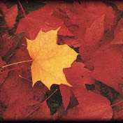 Profile Picture of Steven Hackett (@stevenhackett3739) on Youtube