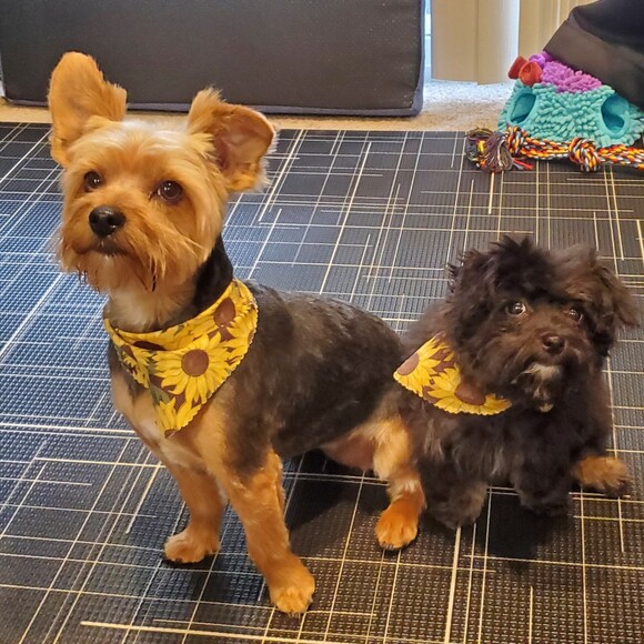 Katherine Holian - Poshmark Profile Picture of Katherine Holian (@katehoulehan) on Poshmark