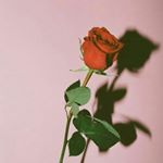 Profile Picture of Olivia (@olivia.lingg) on Instagram