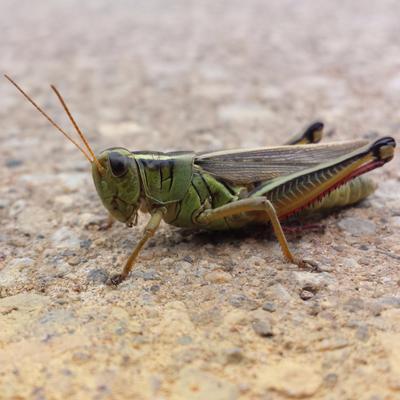 The Eggman - Twitter Profile Picture of The Eggman (@SteveSalvati) on Twitter