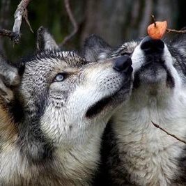 Profile Picture of Gabriel Cruz Viveros (@CruzRabbit1955) on Twitter