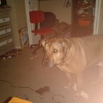 Profile Picture of max hensley (@carsens_dog_max) on Instagram