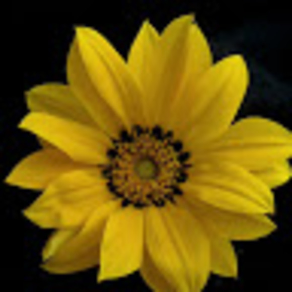 Profile Picture of Wynter Pilate (@pilawynt0124) on Poshmark