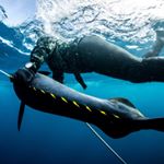 Profile Picture of Nolan Sadorf (@nolan_fish) on Instagram