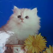 Profile Picture of Kit Ching Leung (@kitchingleung299) on Youtube