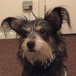 Profile Picture of Tonya Dorman (@maddierooney1996) on Instagram