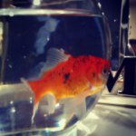 Profile Picture of Jeffery The Best Goldfish (@jeffery_the_goldfish) on Instagram