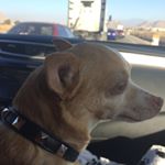 Tracie Shafer - Instagram Profile Picture of Tracie Shafer (@tracieshaferdogs) on Instagram