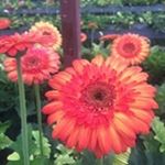 Profile Picture of Debbie Palmer (@debpalmer121) on Instagram
