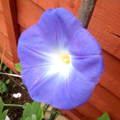 Profile Picture of Maureen Clare (@maureenclare999) on Twitter